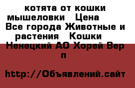 котята от кошки мышеловки › Цена ­ 10 - Все города Животные и растения » Кошки   . Ненецкий АО,Хорей-Вер п.